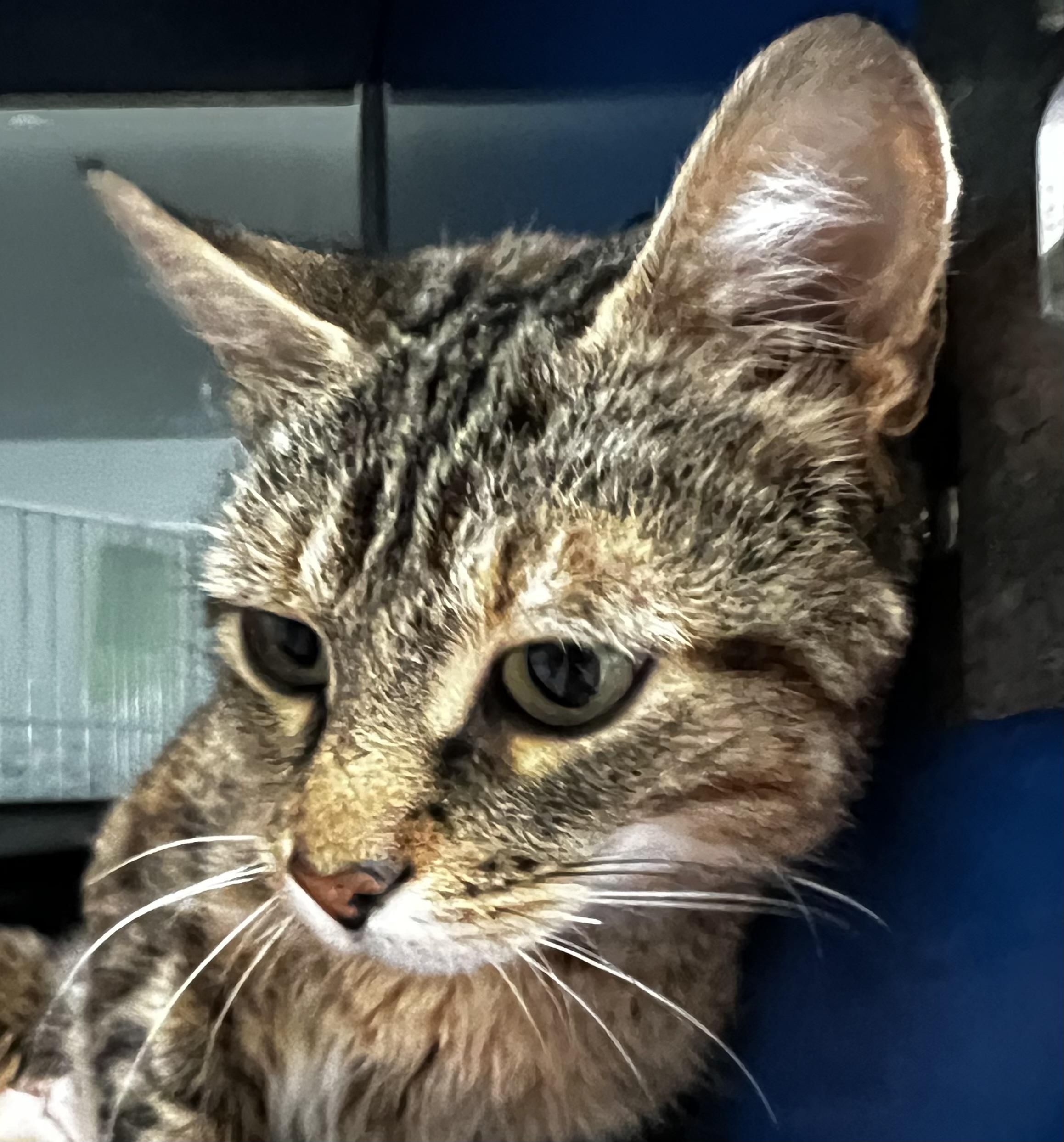 Coral, an adoptable Domestic Short Hair in Sault Sainte Marie, MI, 49783 | Photo Image 5