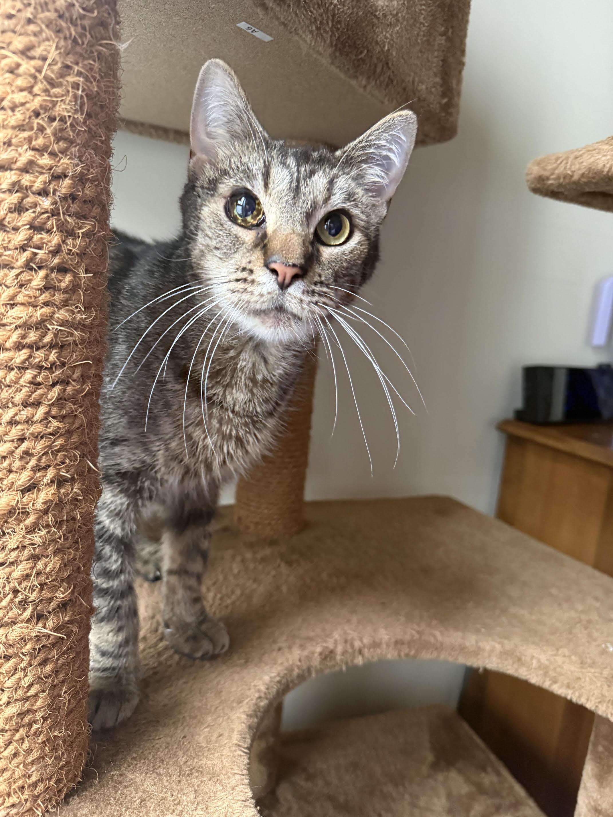 Enlarge Captain, a ADOPTABLE Domestic Short Hair in Melrose, MA image 1/6