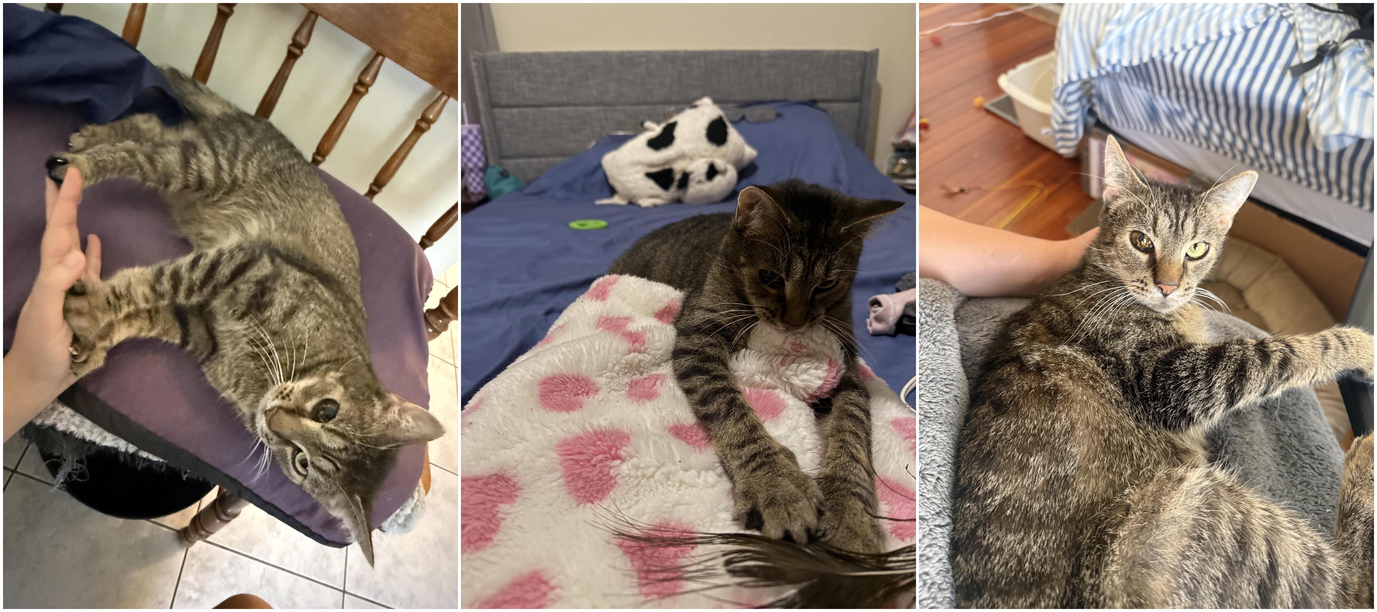 Enlarge Captain, a ADOPTABLE Domestic Short Hair in Melrose, MA image 2/6