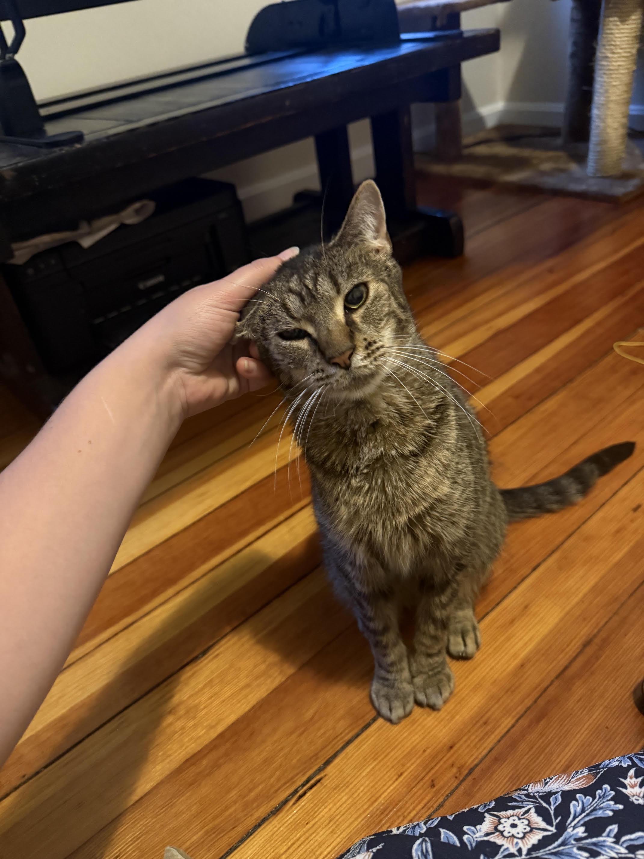 Enlarge Captain, a ADOPTABLE Domestic Short Hair in Melrose, MA image 4/6