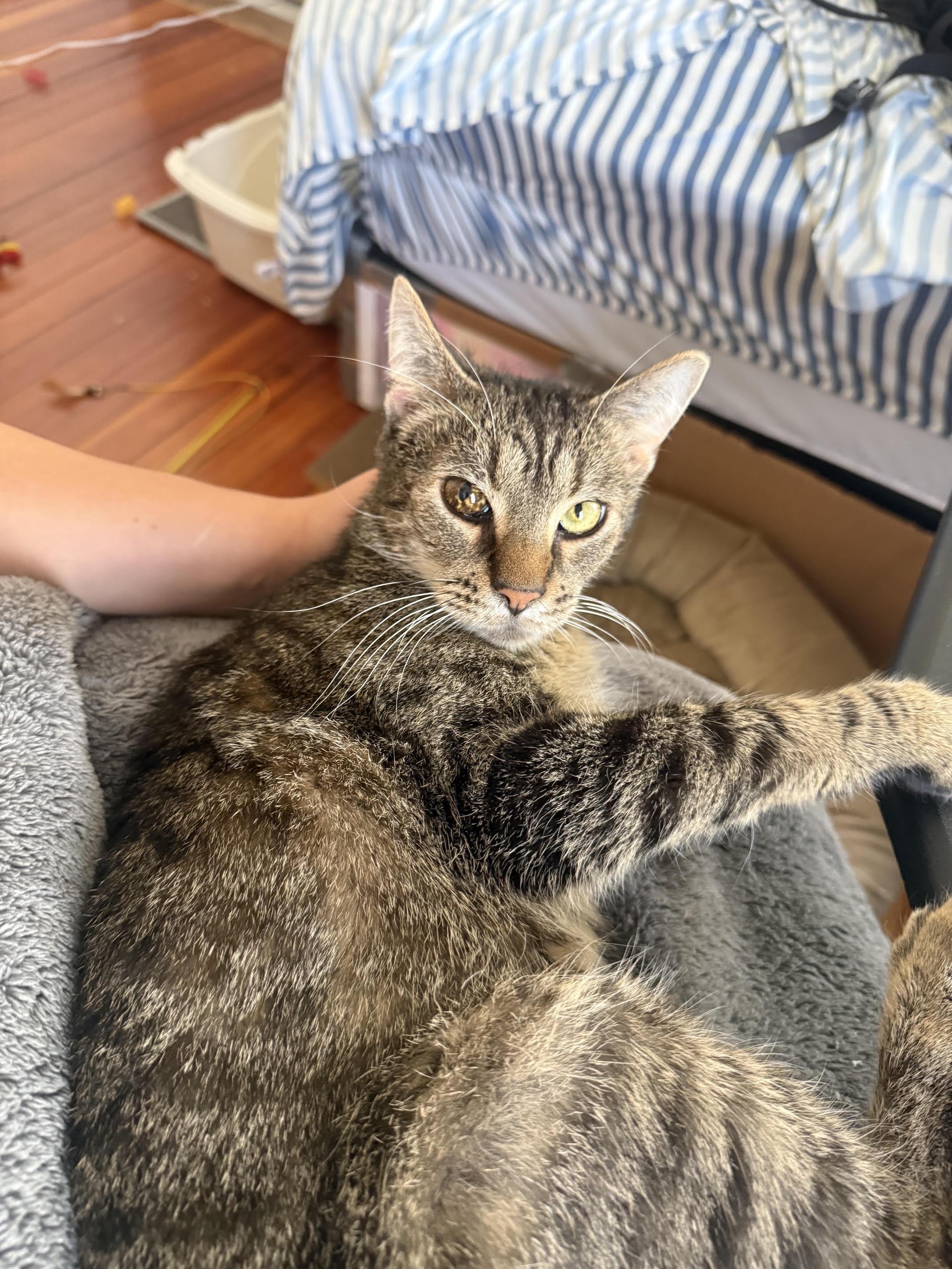 Enlarge Captain, a ADOPTABLE Domestic Short Hair in Melrose, MA image 3/6