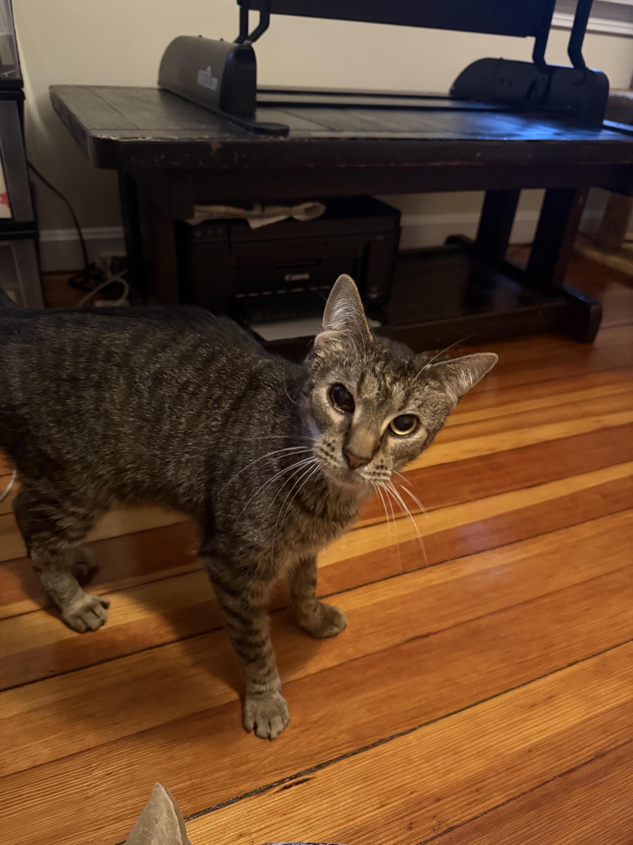 Enlarge Captain, a ADOPTABLE Domestic Short Hair in Melrose, MA image 5/6