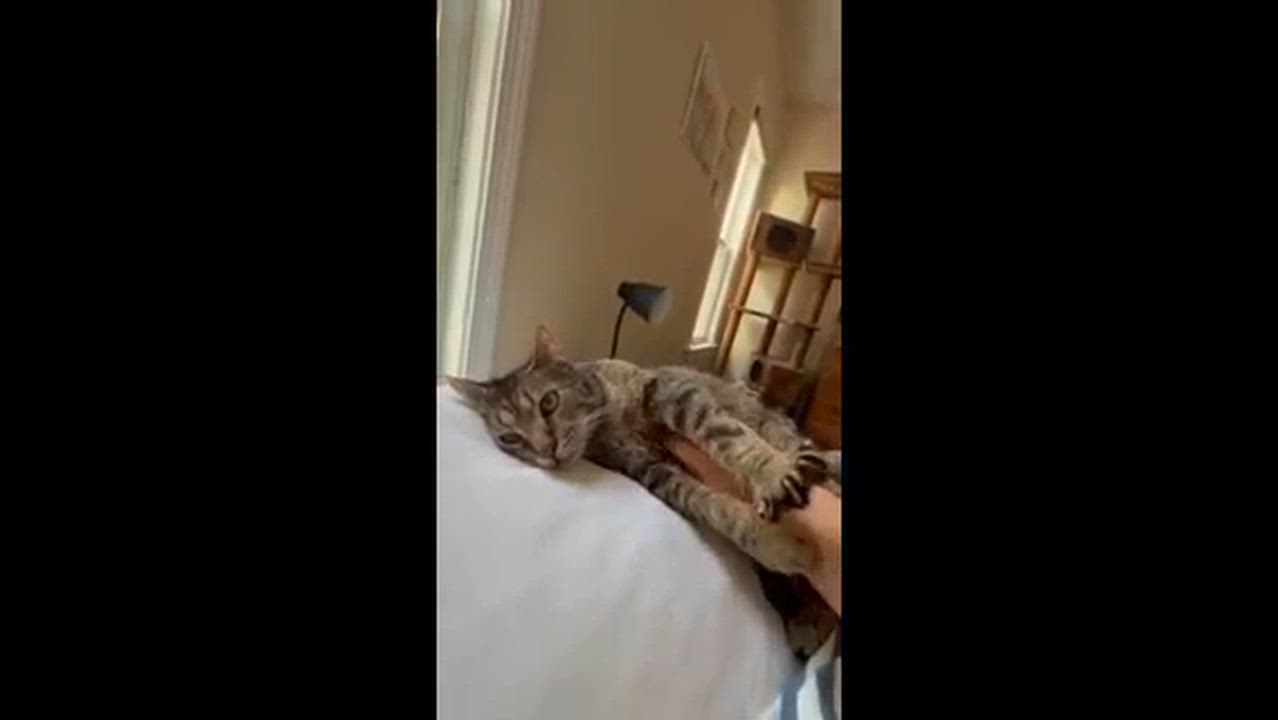 Enlarge Captain, a ADOPTABLE Domestic Short Hair in Melrose, MA video 6/6
