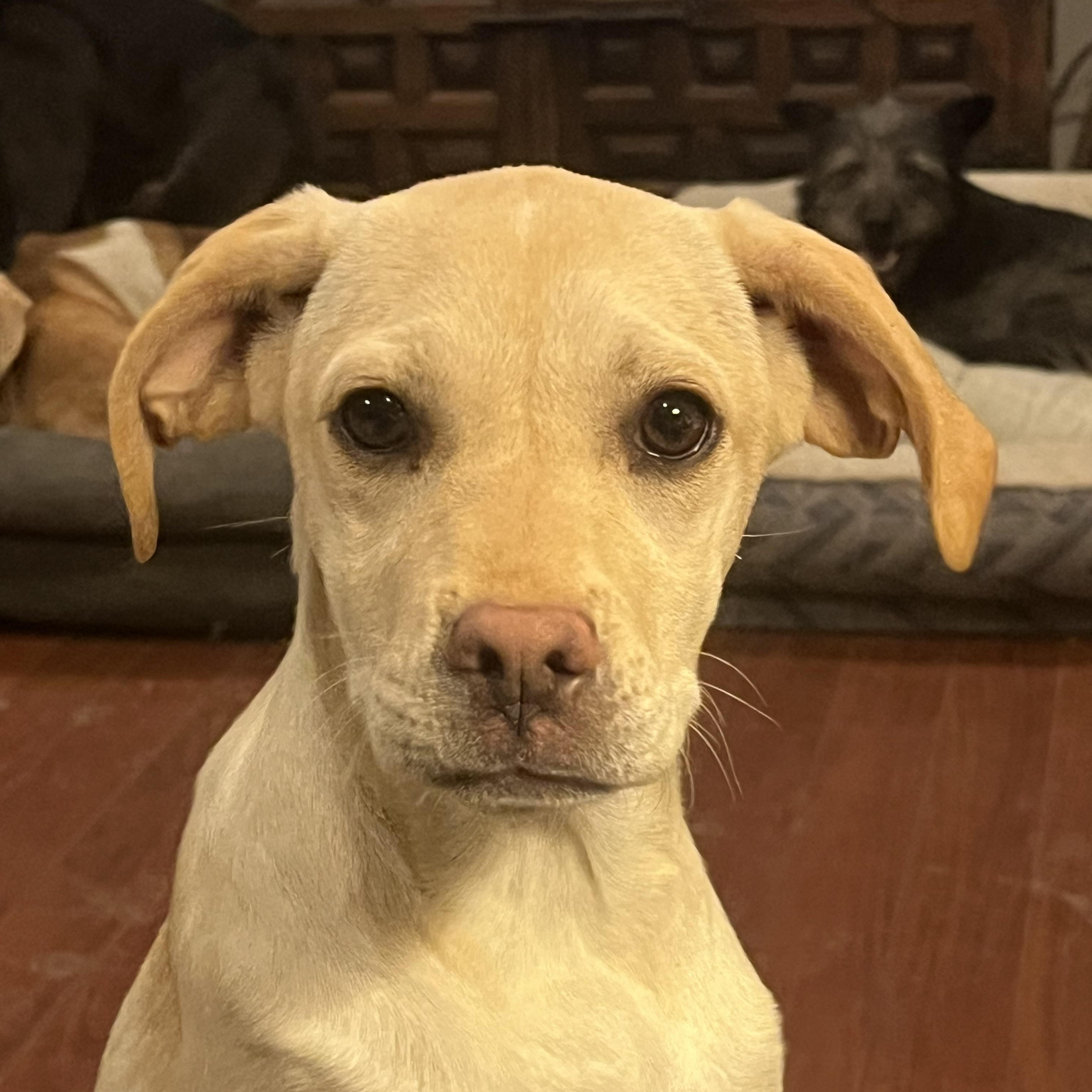 Lemon meringue , Adoptable, Puppy Female Yellow Labrador Retriever.