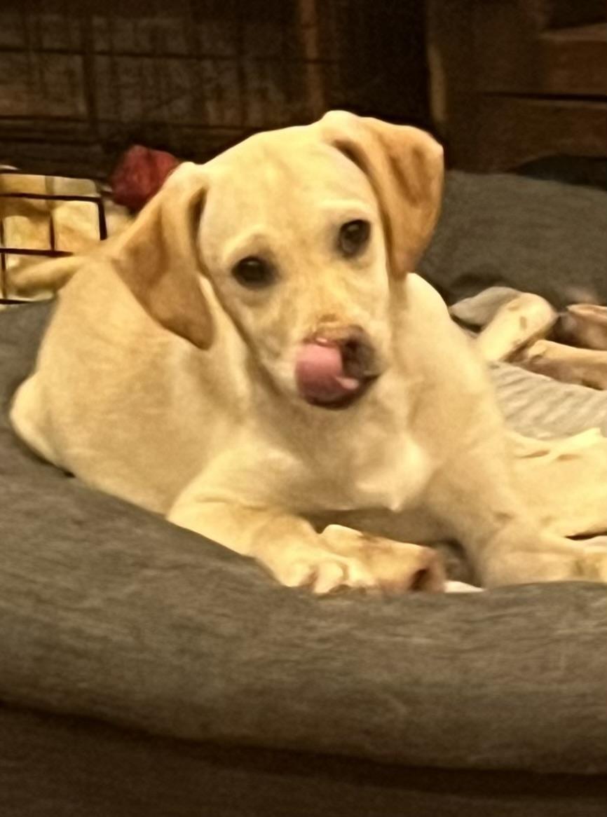 Enlarge Lemon meringue , a Adoptable mixed breed in Longmont, CO image 2/3