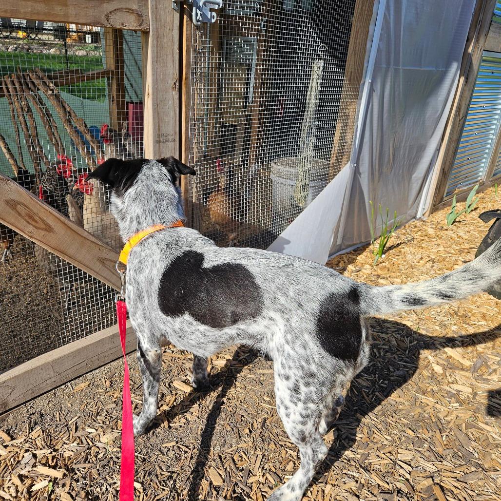 Sassy, Adoptable, Adult Female Mixed Breed.