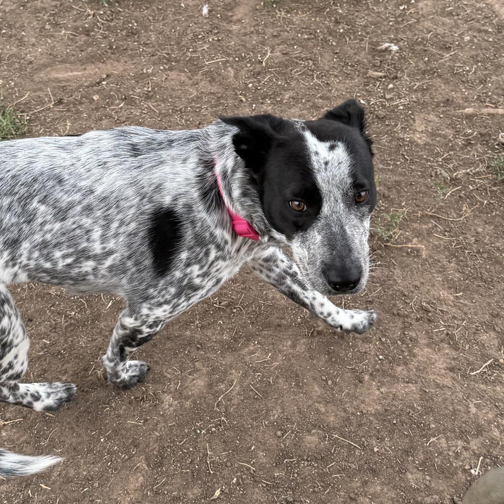 Enlarge Sassy, a Adoptable Mixed Breed in Boone, IA image 2/6