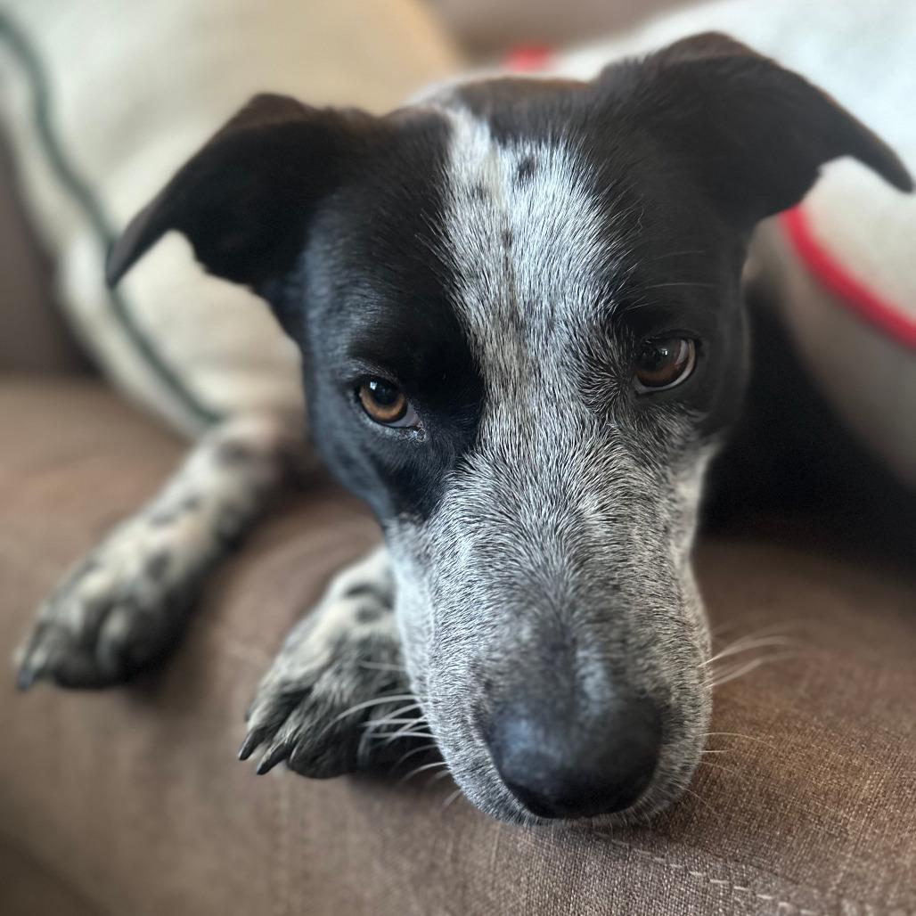 Enlarge Sassy, a Adoptable Mixed Breed in Boone, IA image 3/6