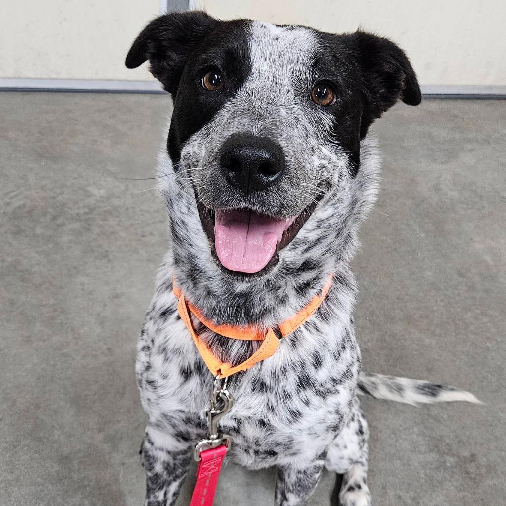 Enlarge Sassy, a Adoptable Mixed Breed in Boone, IA image 4/6
