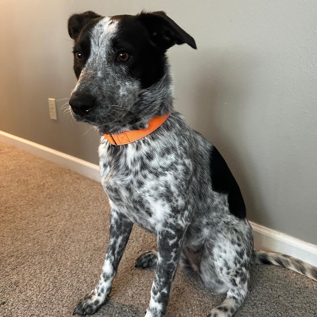 Enlarge Sassy, a Adoptable Mixed Breed in Boone, IA image 5/6