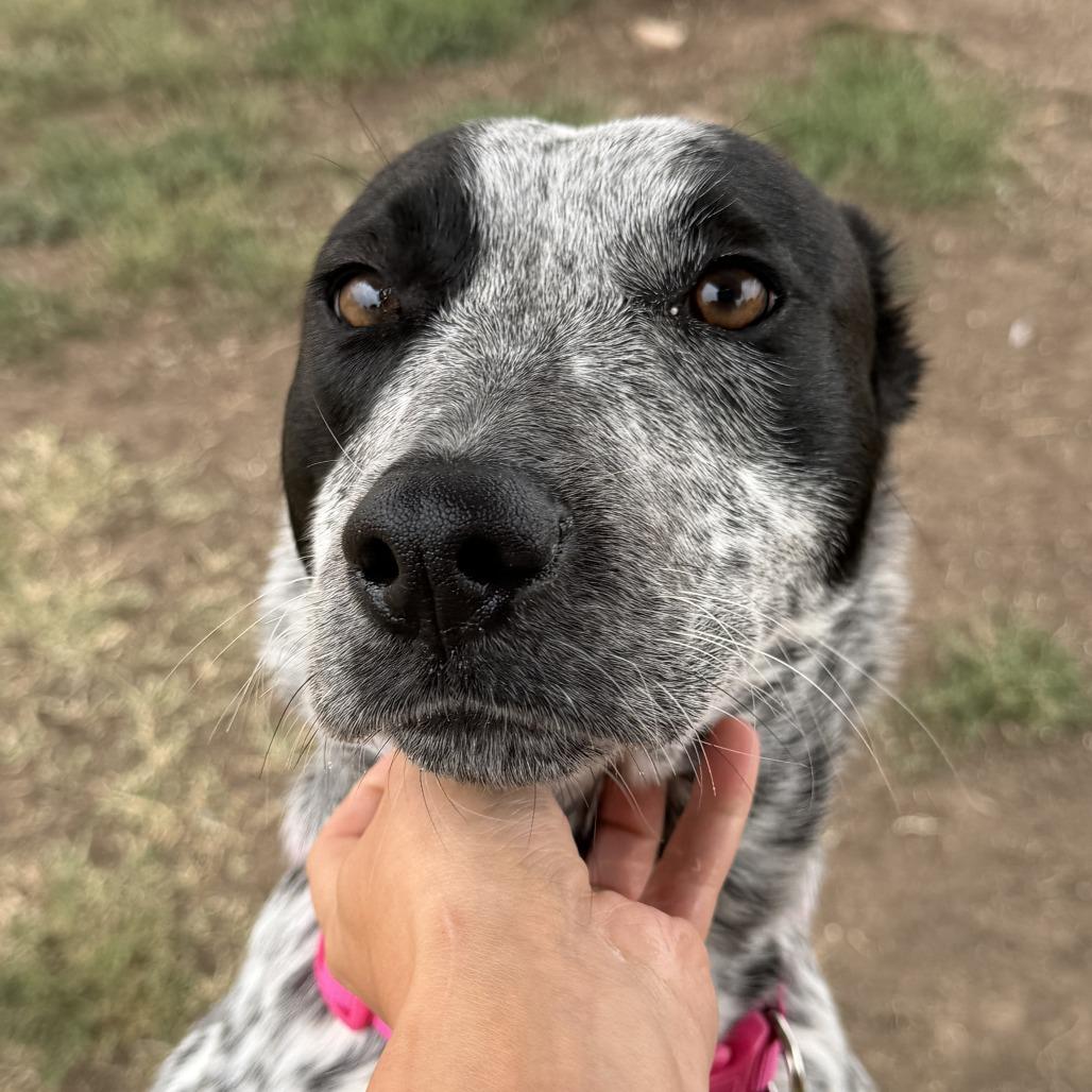 Enlarge Sassy, a Adoptable Mixed Breed in Boone, IA image 6/6
