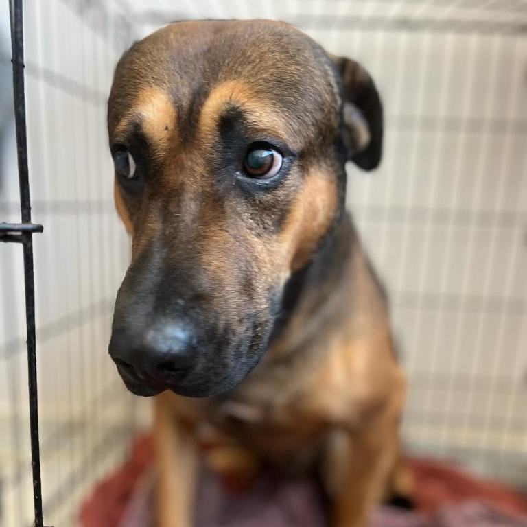 Thor, a Adoptable mixed breed in Stamford , CT image 2/5