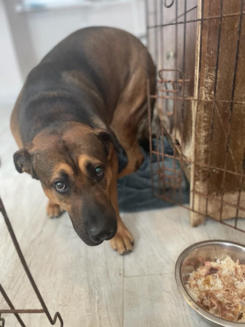 Thor, a Adoptable mixed breed in Stamford , CT image 3/5