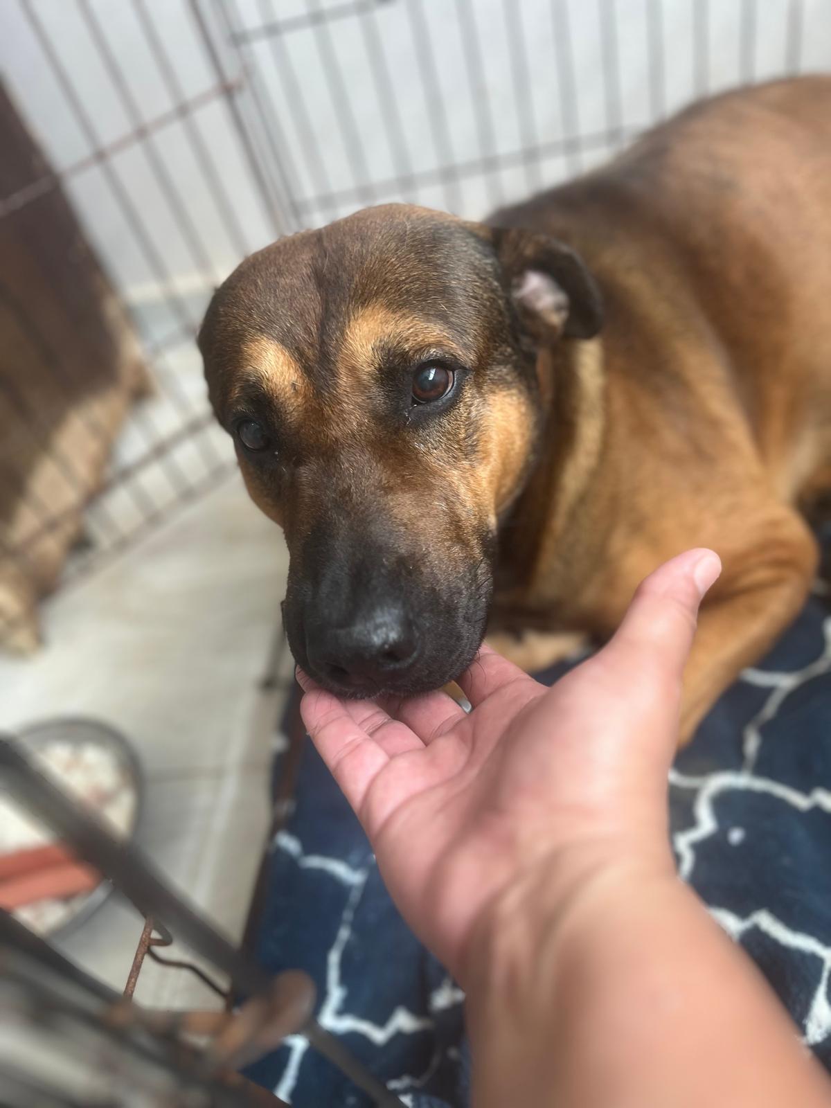 Thor, Adoptable, Young Male Chocolate Labrador Retriever & Belgian Shepherd / Malinois.