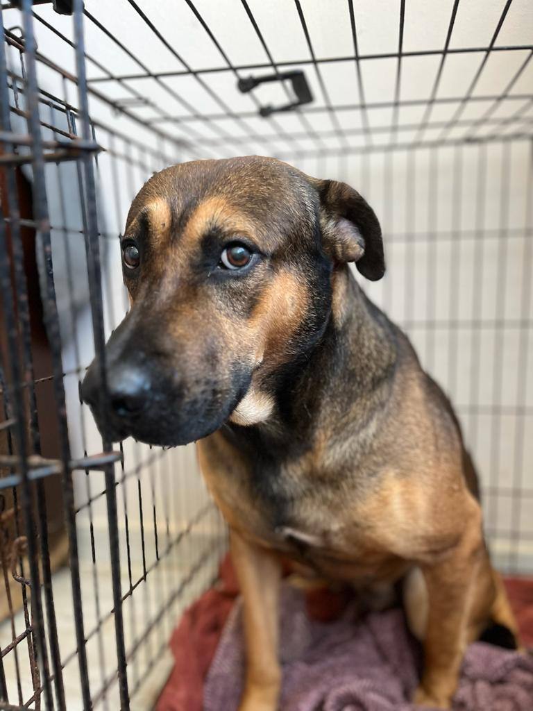 Thor, a Adoptable mixed breed in Stamford , CT image 4/5