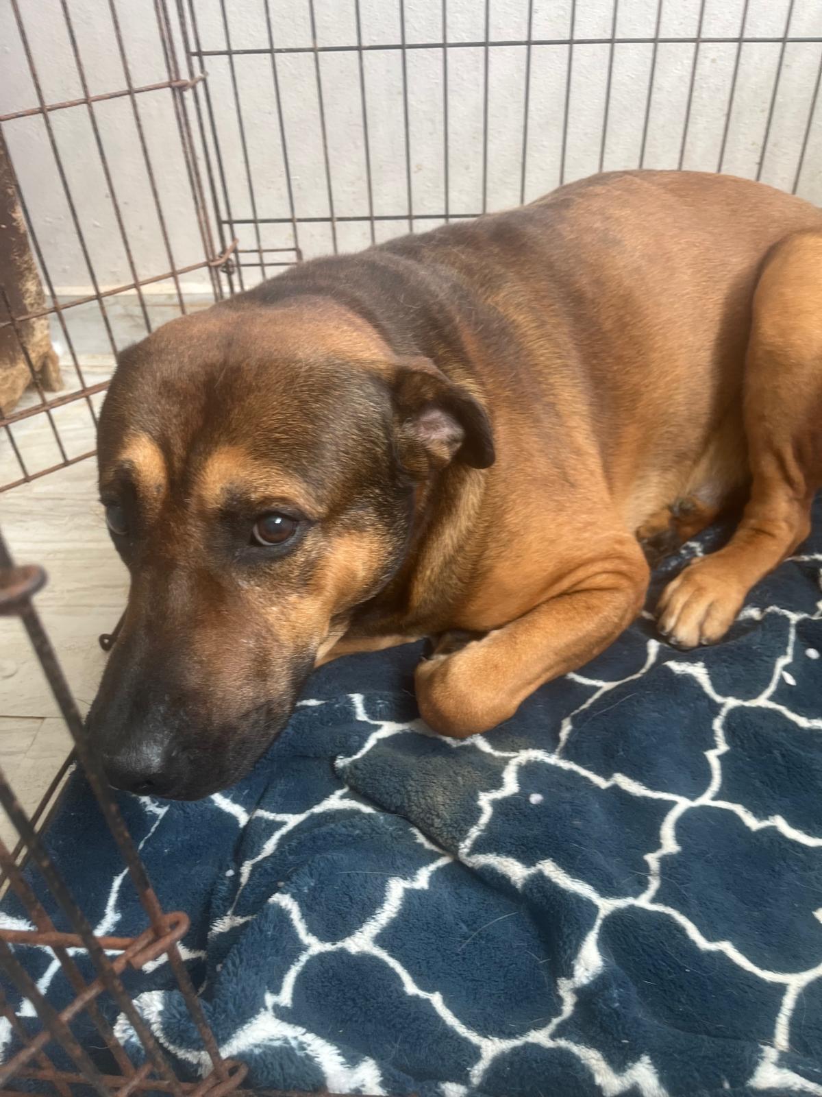 Thor, a Adoptable mixed breed in Stamford , CT image 5/5