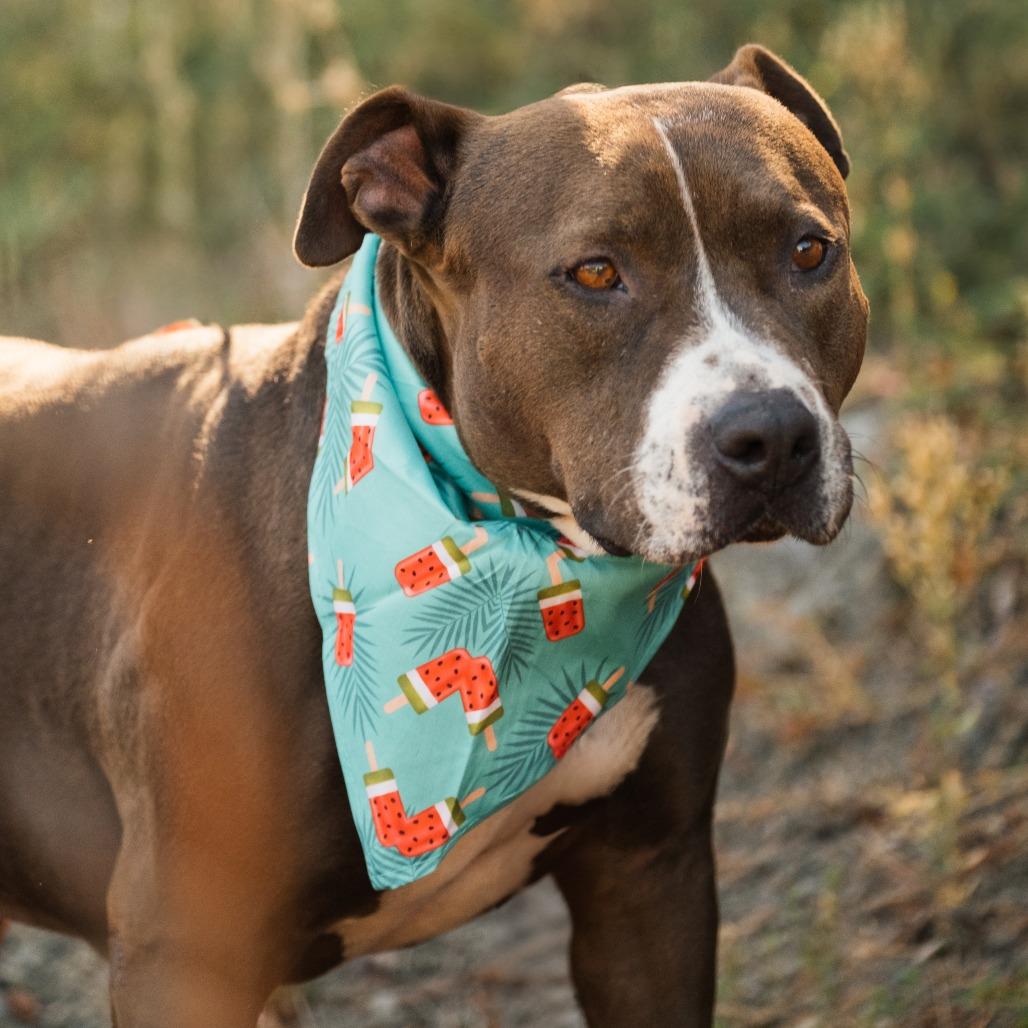 July, Adoptable, Adult Female Pit Bull Terrier.