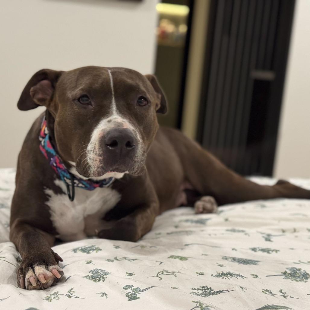 July, a Adoptable Pit Bull Terrier in Turlock, CA image 2/6