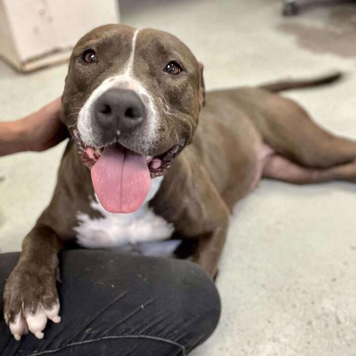 July, a Adoptable Pit Bull Terrier in Turlock, CA image 3/6