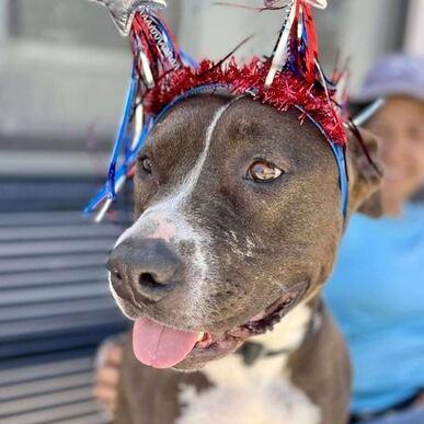 July, a Adoptable Pit Bull Terrier in Turlock, CA image 4/6
