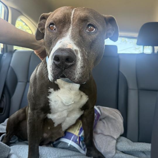 July, a Adoptable Pit Bull Terrier in Turlock, CA image 5/6