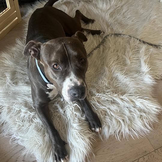 July, a Adoptable Pit Bull Terrier in Turlock, CA image 6/6