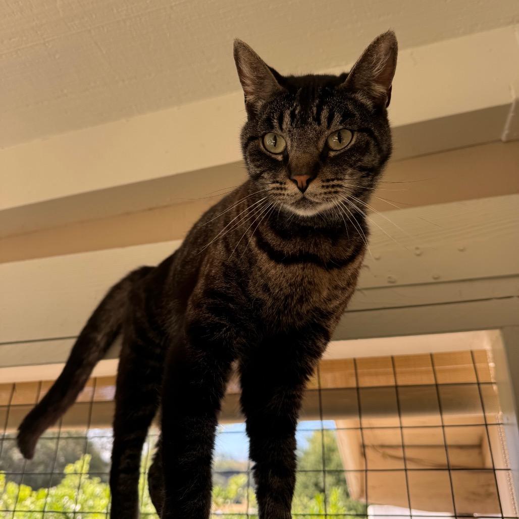 Smokey, Adoptable, Adult Male Domestic Short Hair.