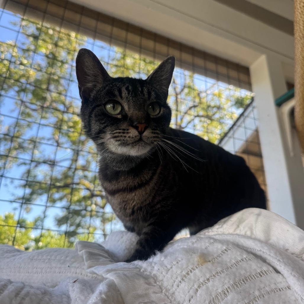 Smokey, a Adoptable Domestic Short Hair in Buellton, CA image 2/2