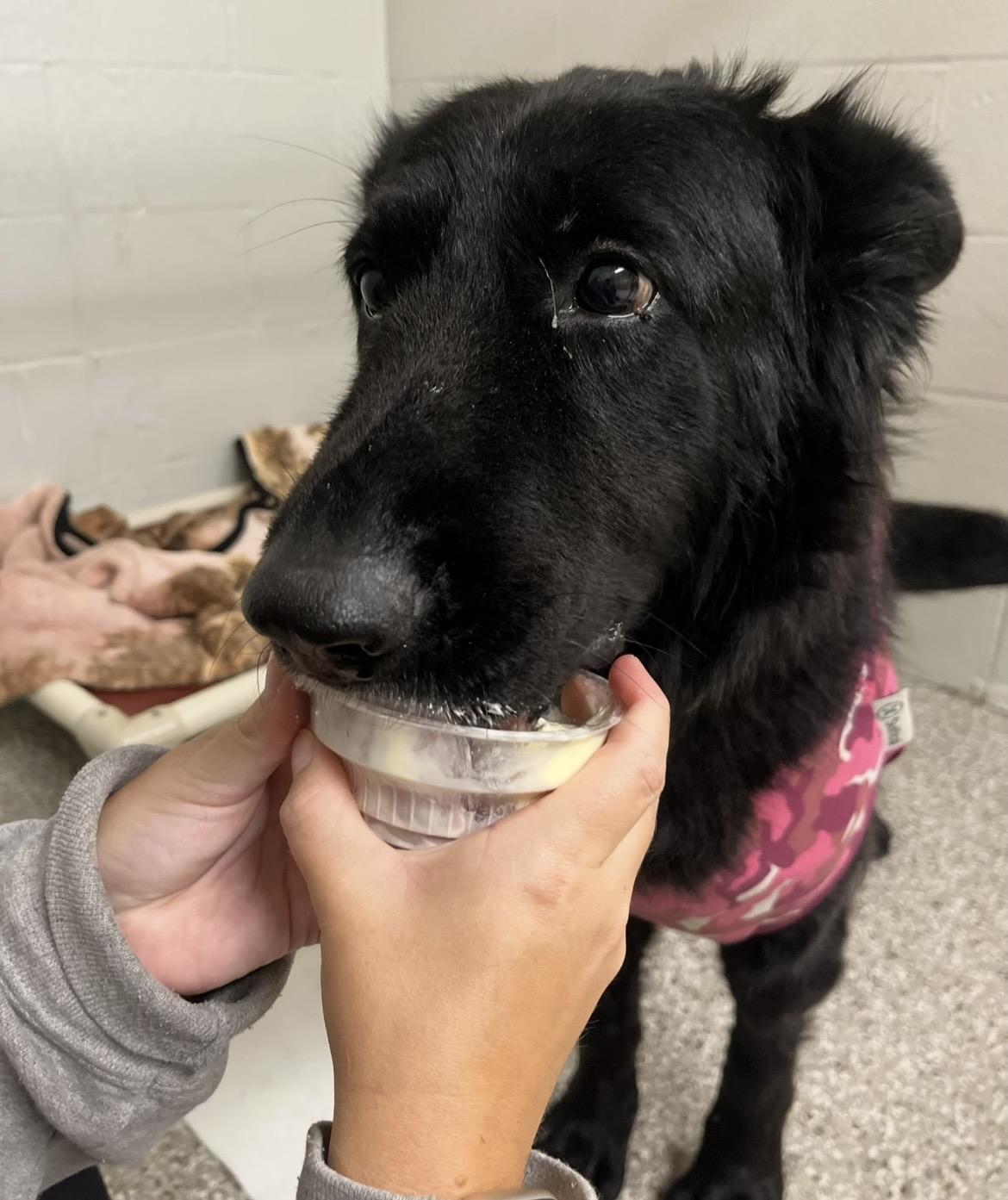 Enlarge Scarlett, a Adopted Shepherd in Seville, OH image 3/3