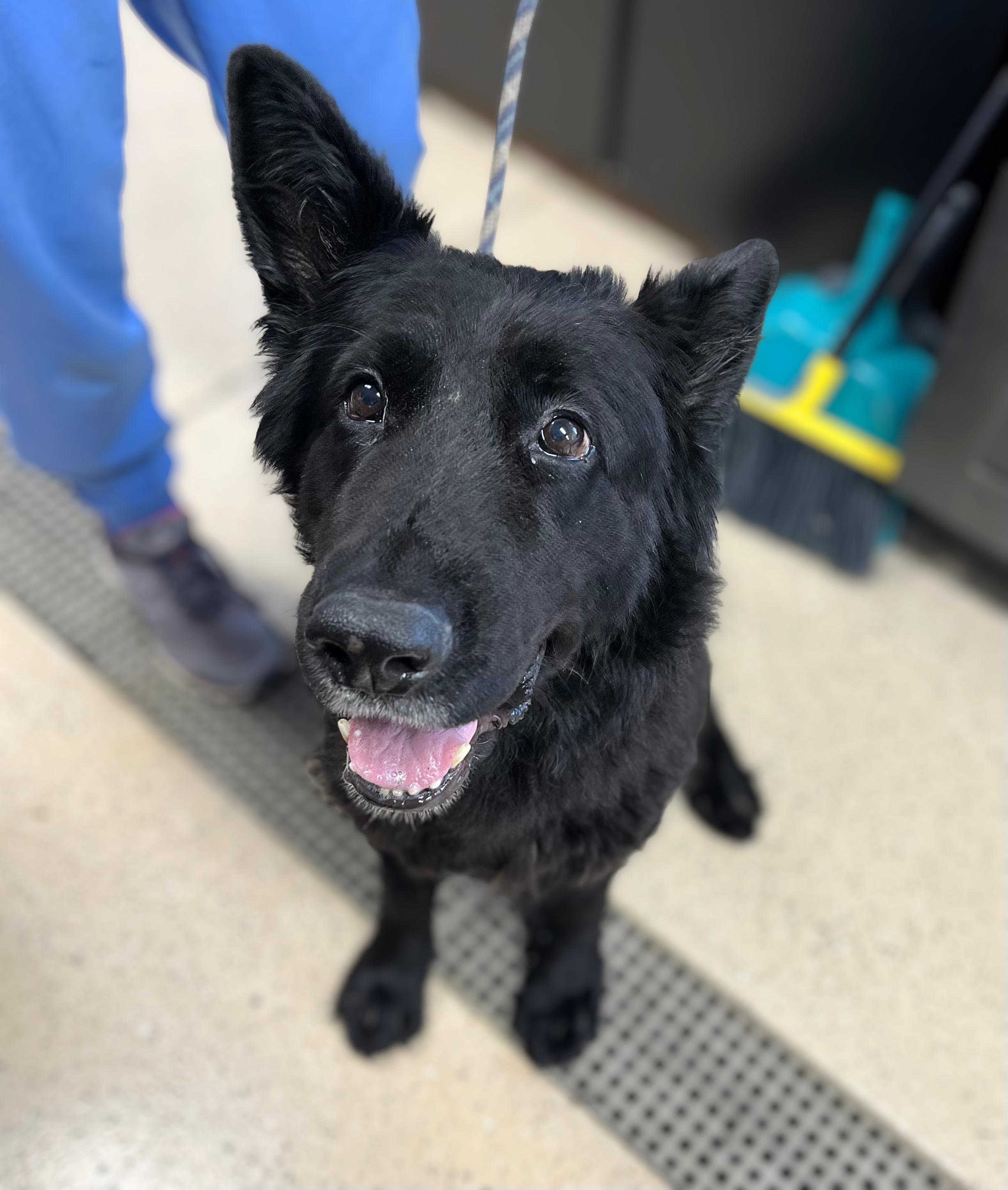 Enlarge Scarlett, a Adopted Shepherd in Seville, OH image 1/3