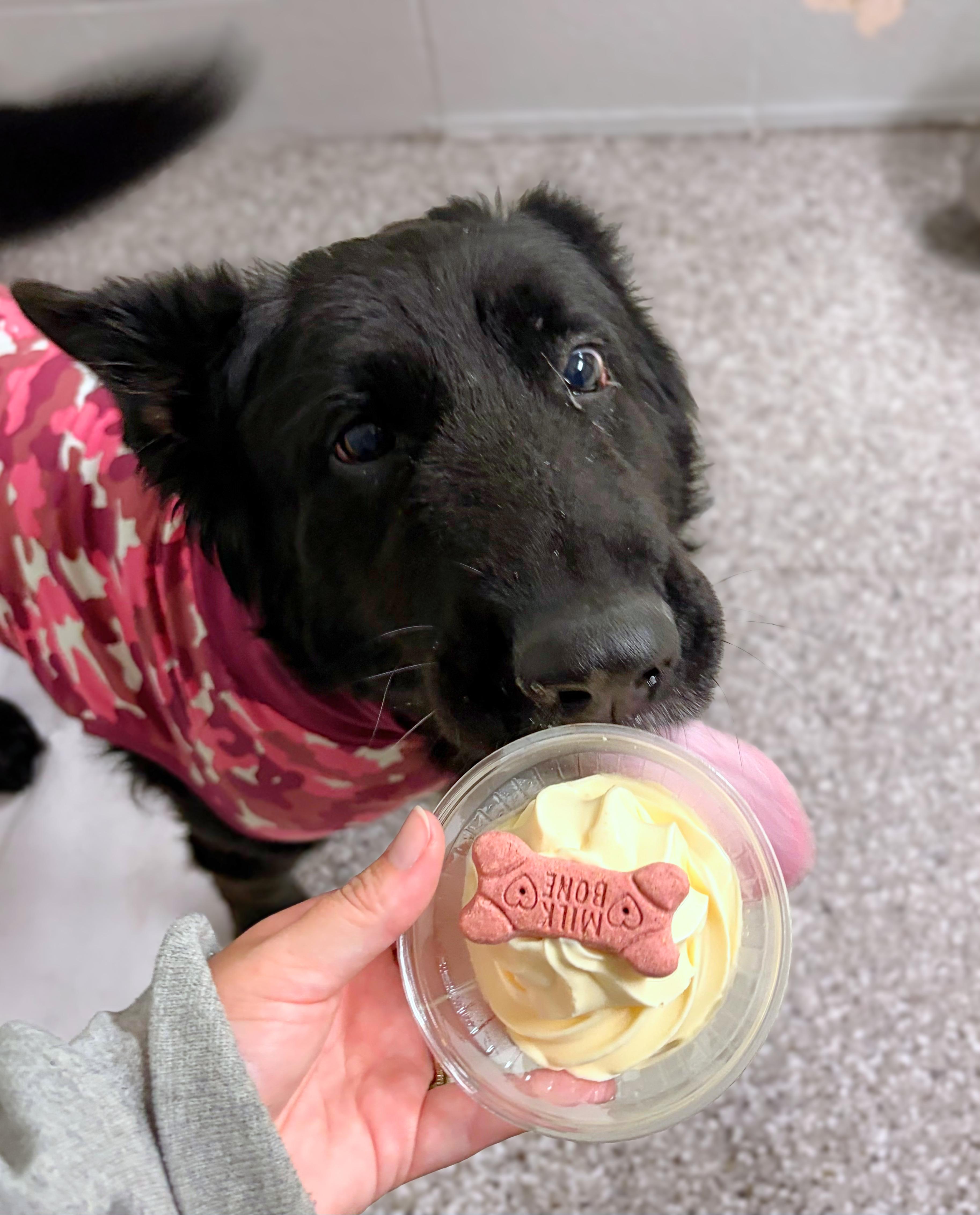Enlarge Scarlett, a Adopted Shepherd in Seville, OH image 2/3