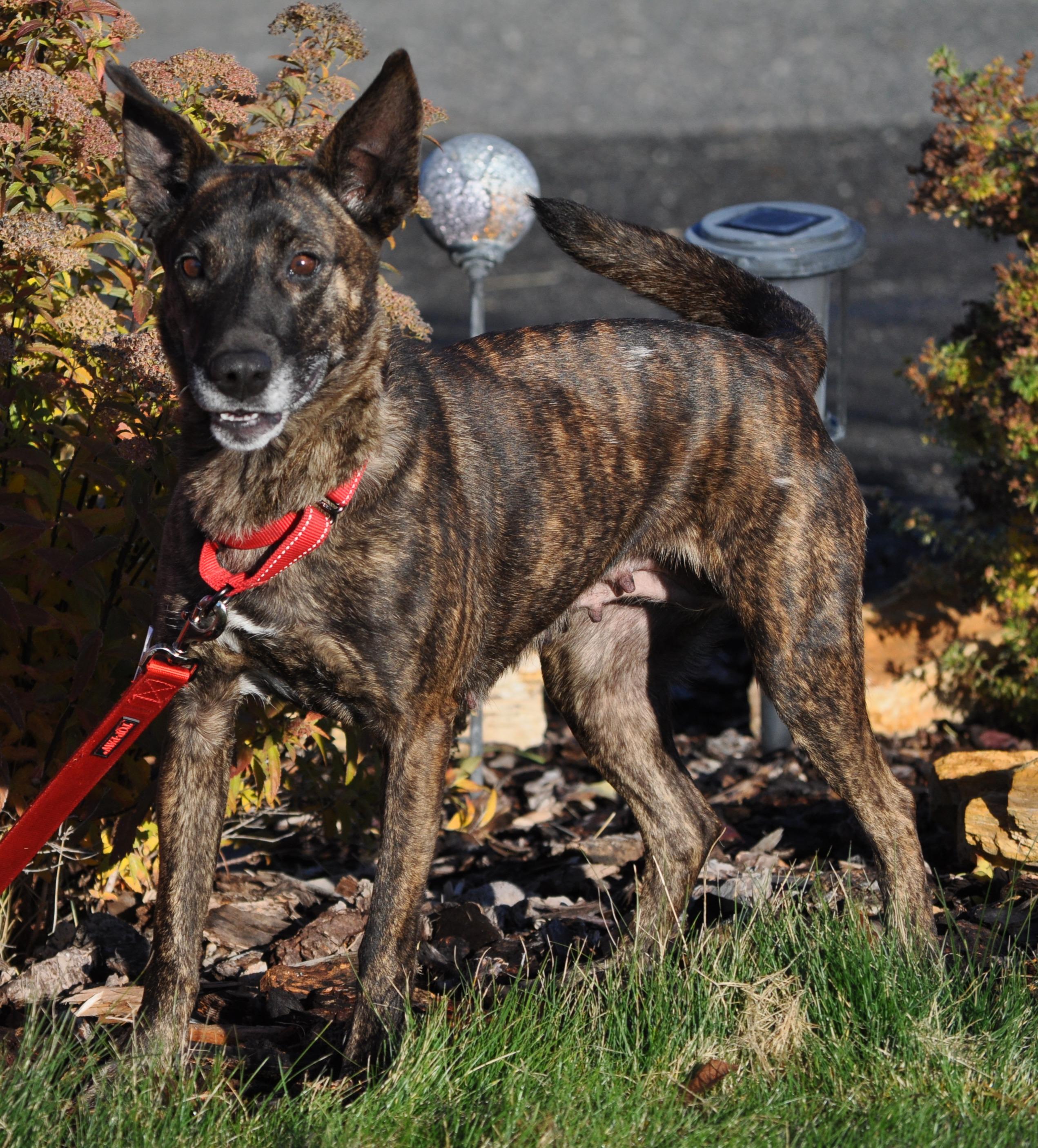Hazel, ADOPTABLE, Young Female Shepherd & Mixed Breed.