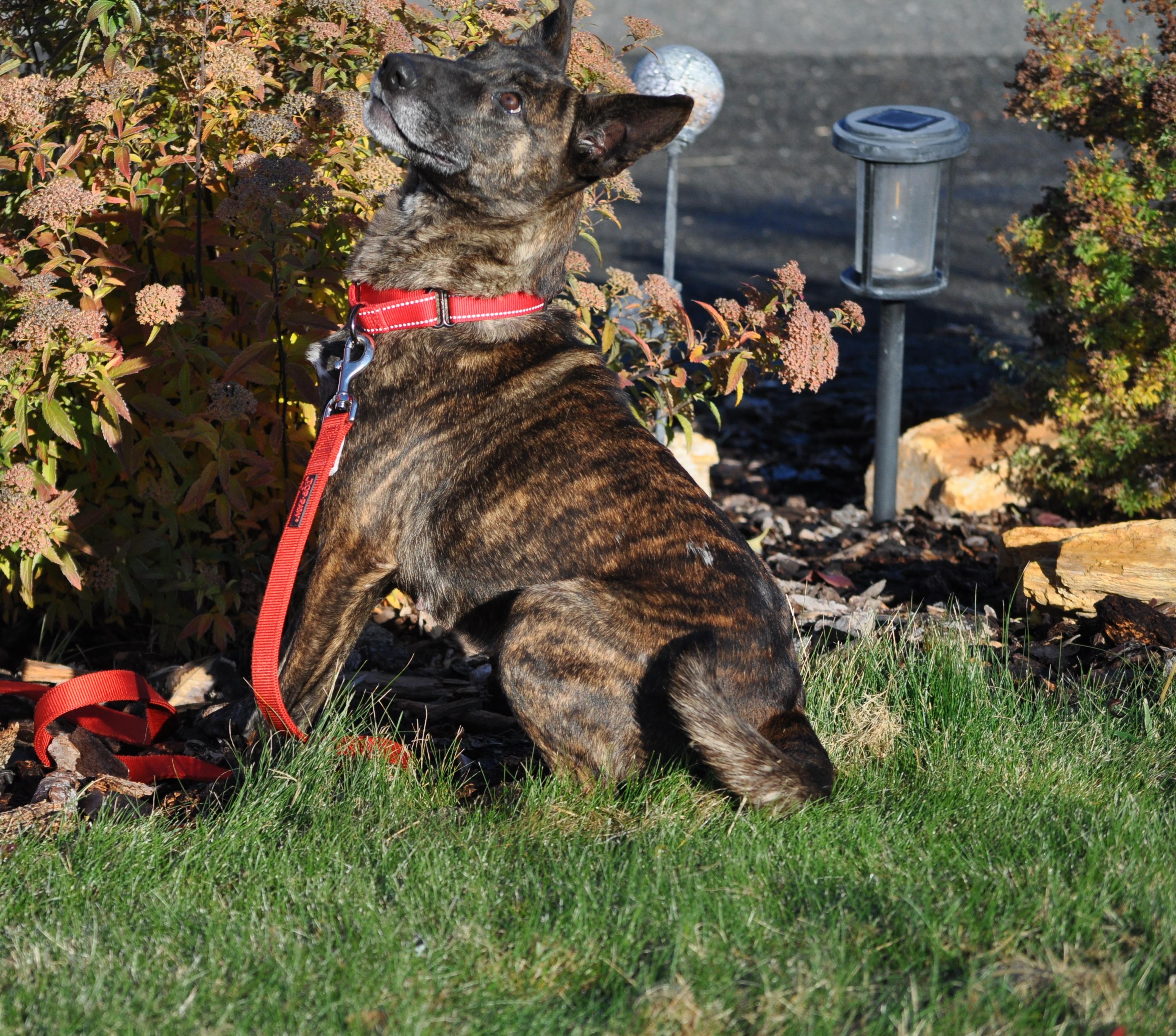 Hazel, a ADOPTABLE mixed breed in Union Gap, WA image 2/5