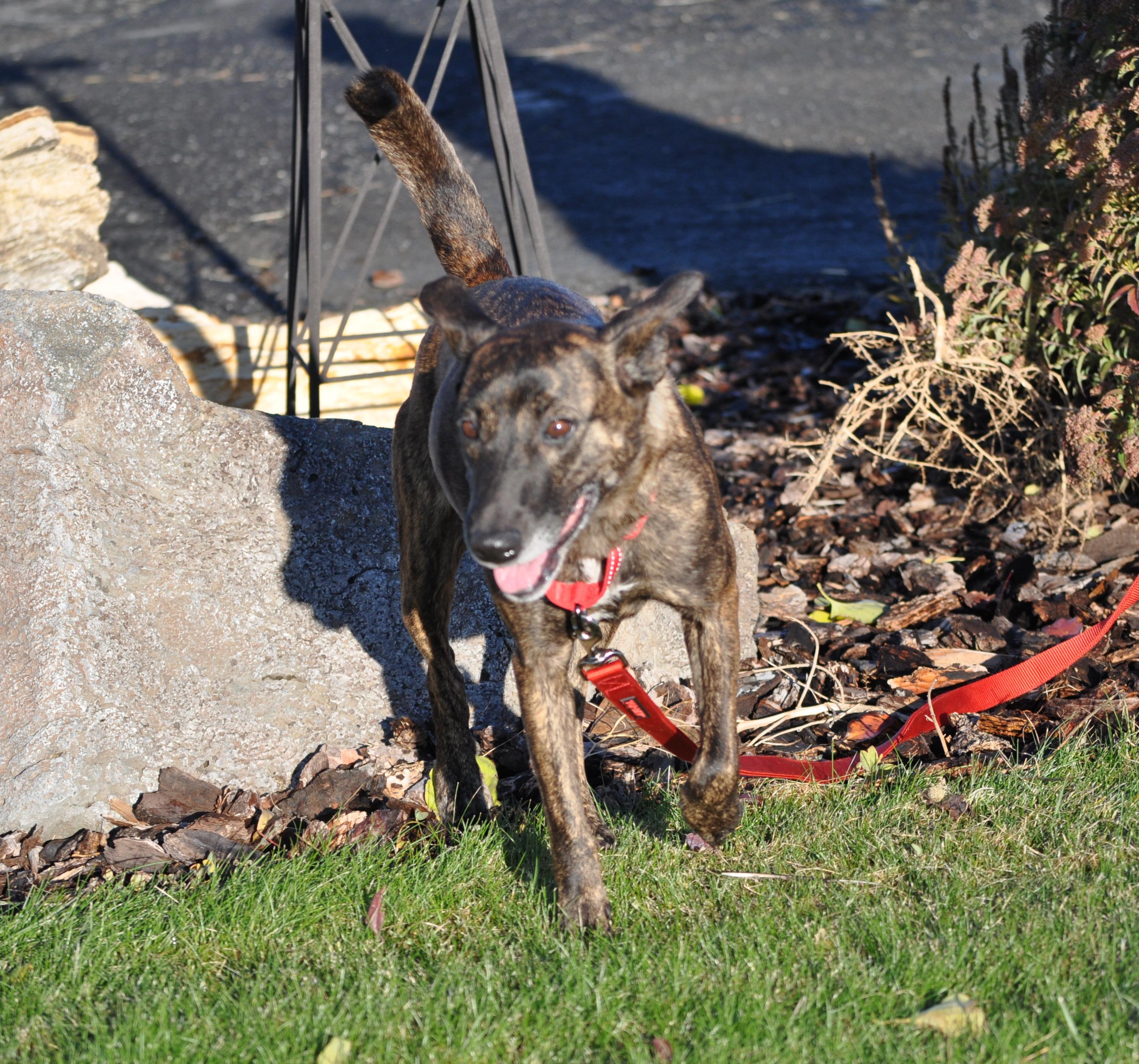 Hazel, a ADOPTABLE mixed breed in Union Gap, WA image 3/5