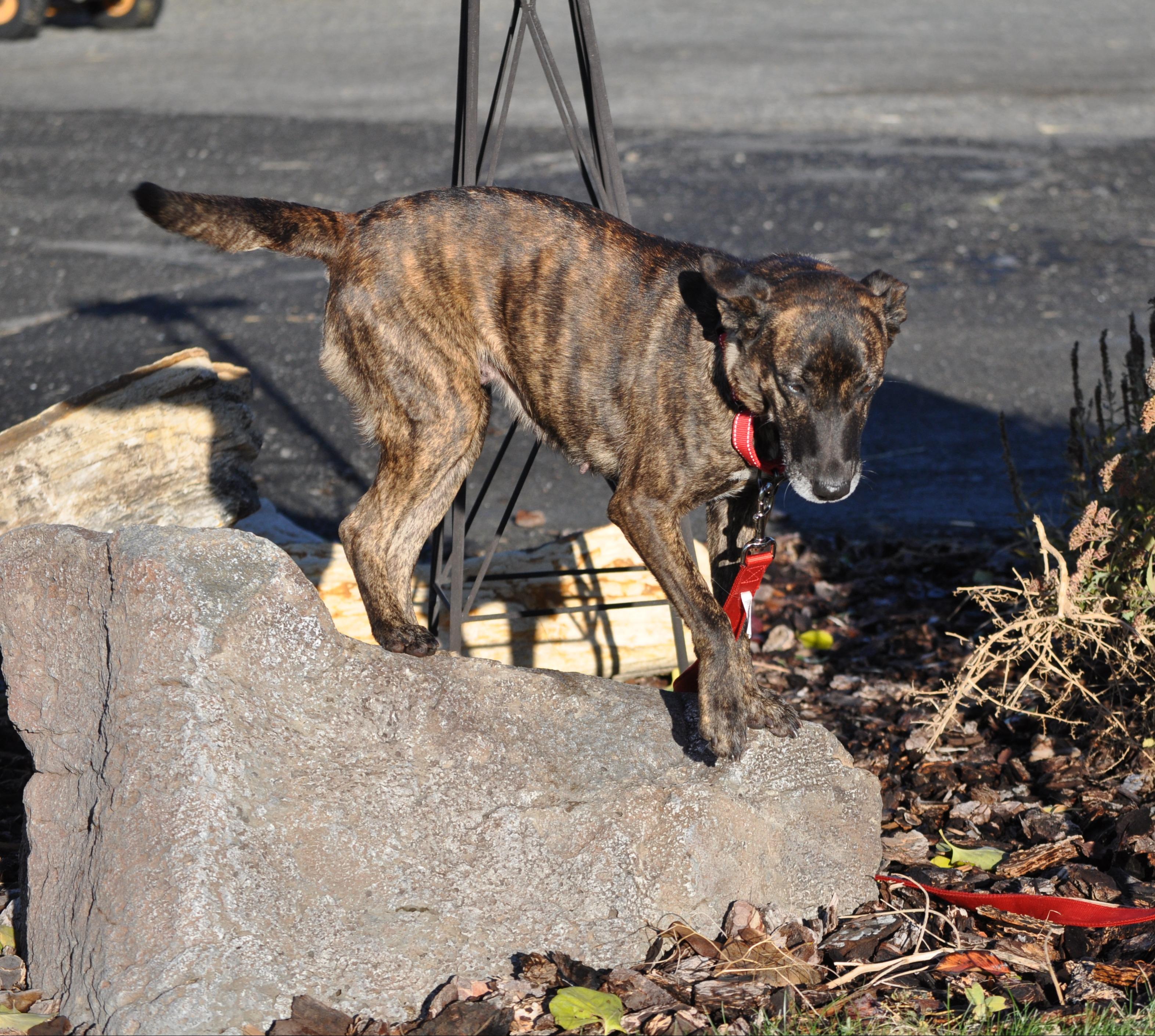 Hazel, a ADOPTABLE mixed breed in Union Gap, WA image 4/5