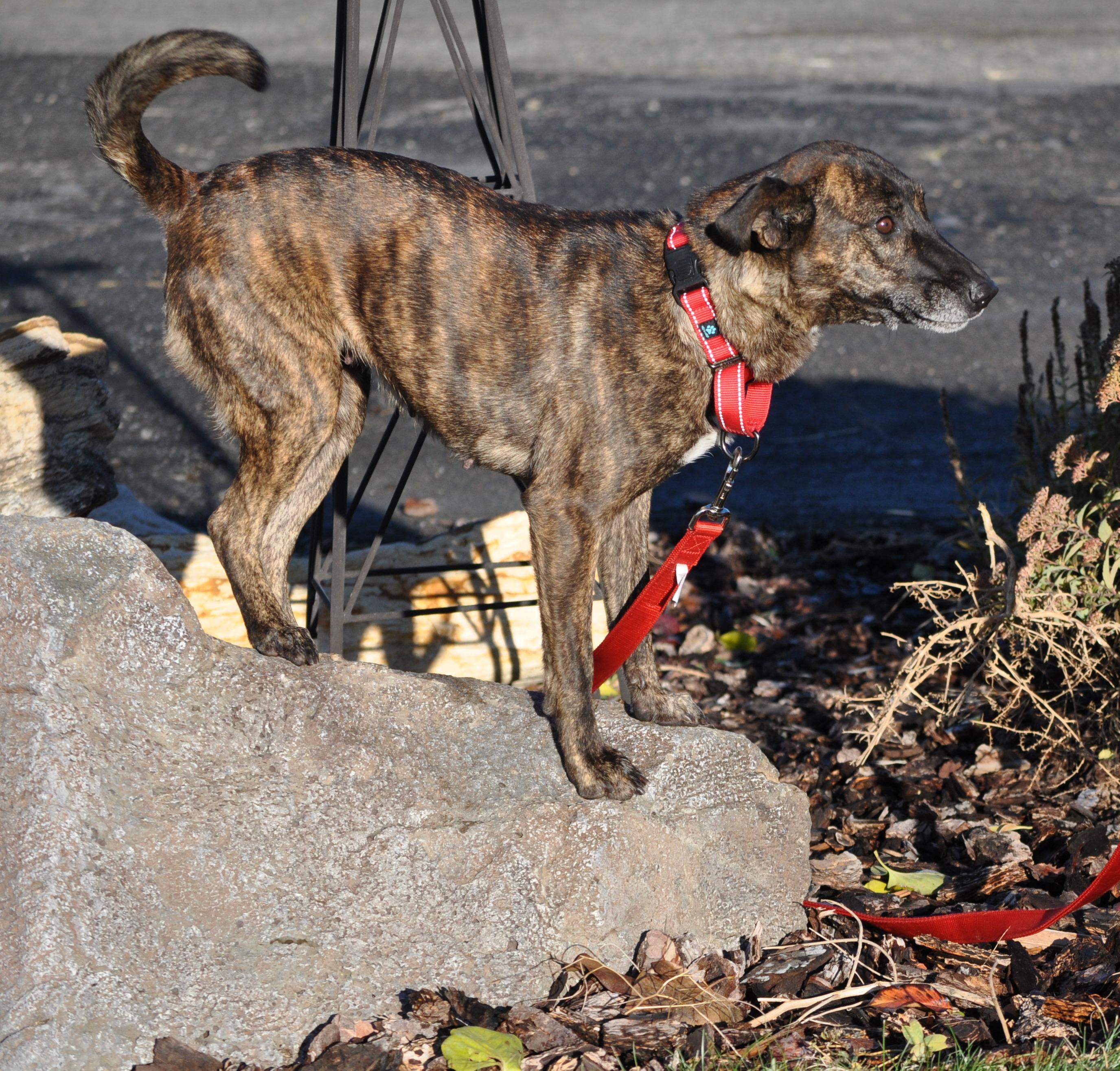 Hazel, a ADOPTABLE mixed breed in Union Gap, WA image 5/5