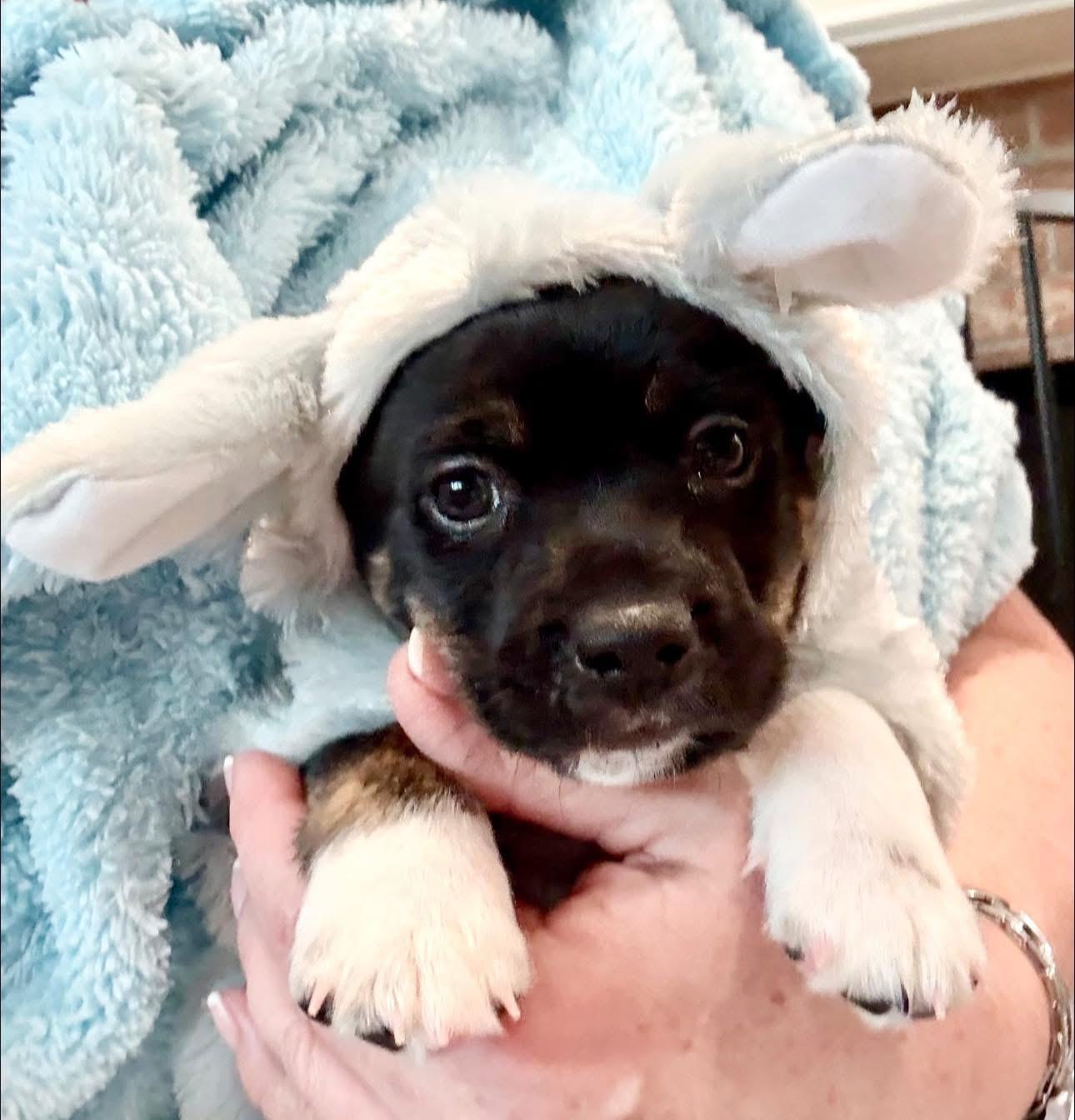 Alvin, Adoptable, Puppy Male Chihuahua & Terrier.