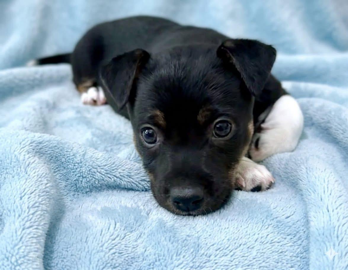 Enlarge Alvin, a Adoptable mixed breed in Rockwall, TX image 3/3