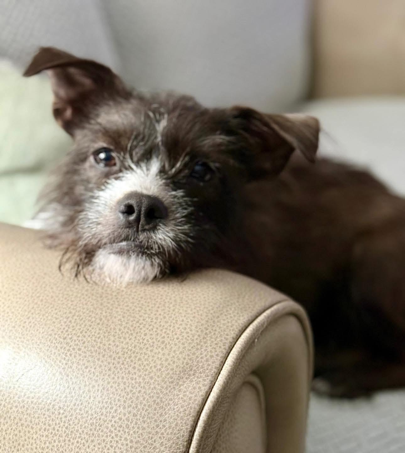 Enlarge Truffles, a Adoptable mixed breed in Rockwall, TX image 4/6