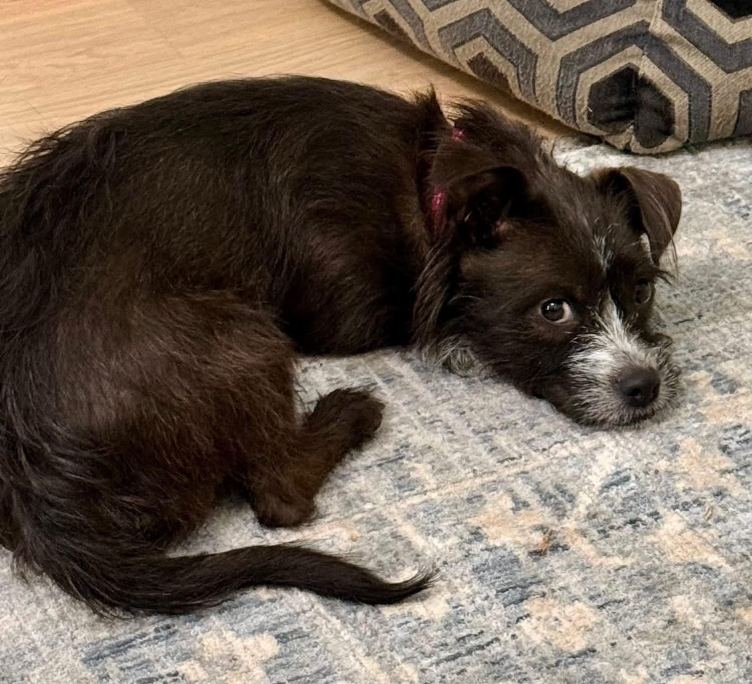 Enlarge Truffles, a Adoptable mixed breed in Rockwall, TX image 6/6