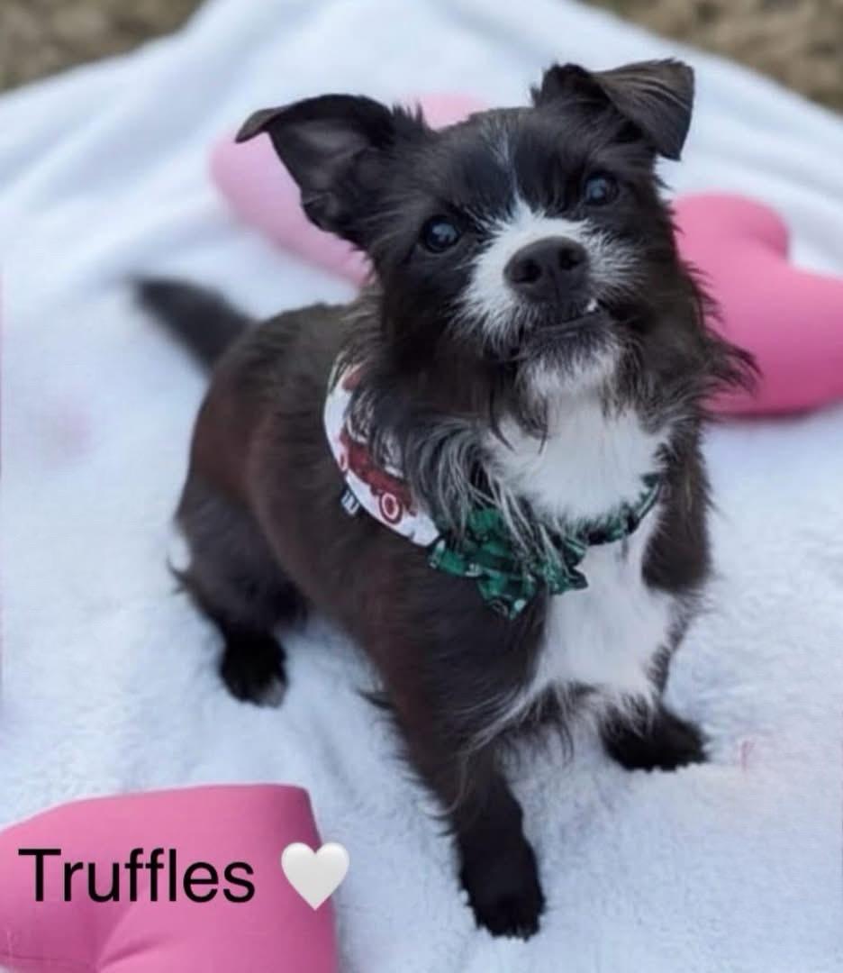 Truffles, Adoptable, Young Female Terrier.