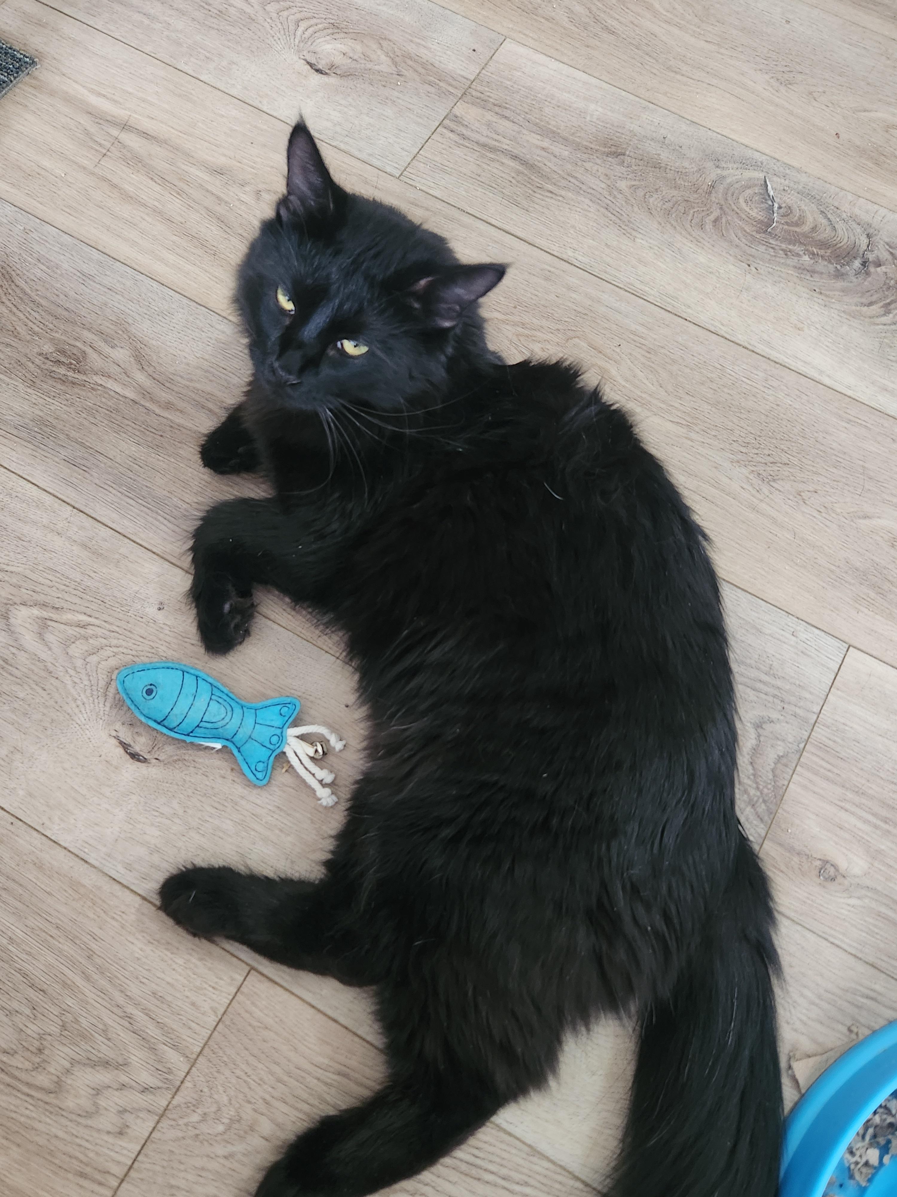 Picasso, a Adoptable Domestic Medium Hair in Westminster, CA image 2/3