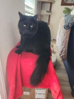Picasso, a Adoptable Domestic Medium Hair in Westminster, CA image 1/3