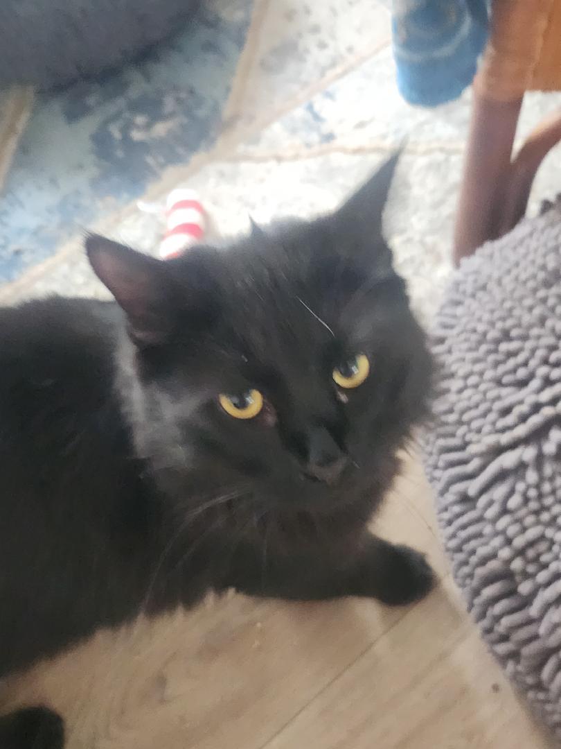 Picasso, Adoptable, Adult Male Domestic Medium Hair.