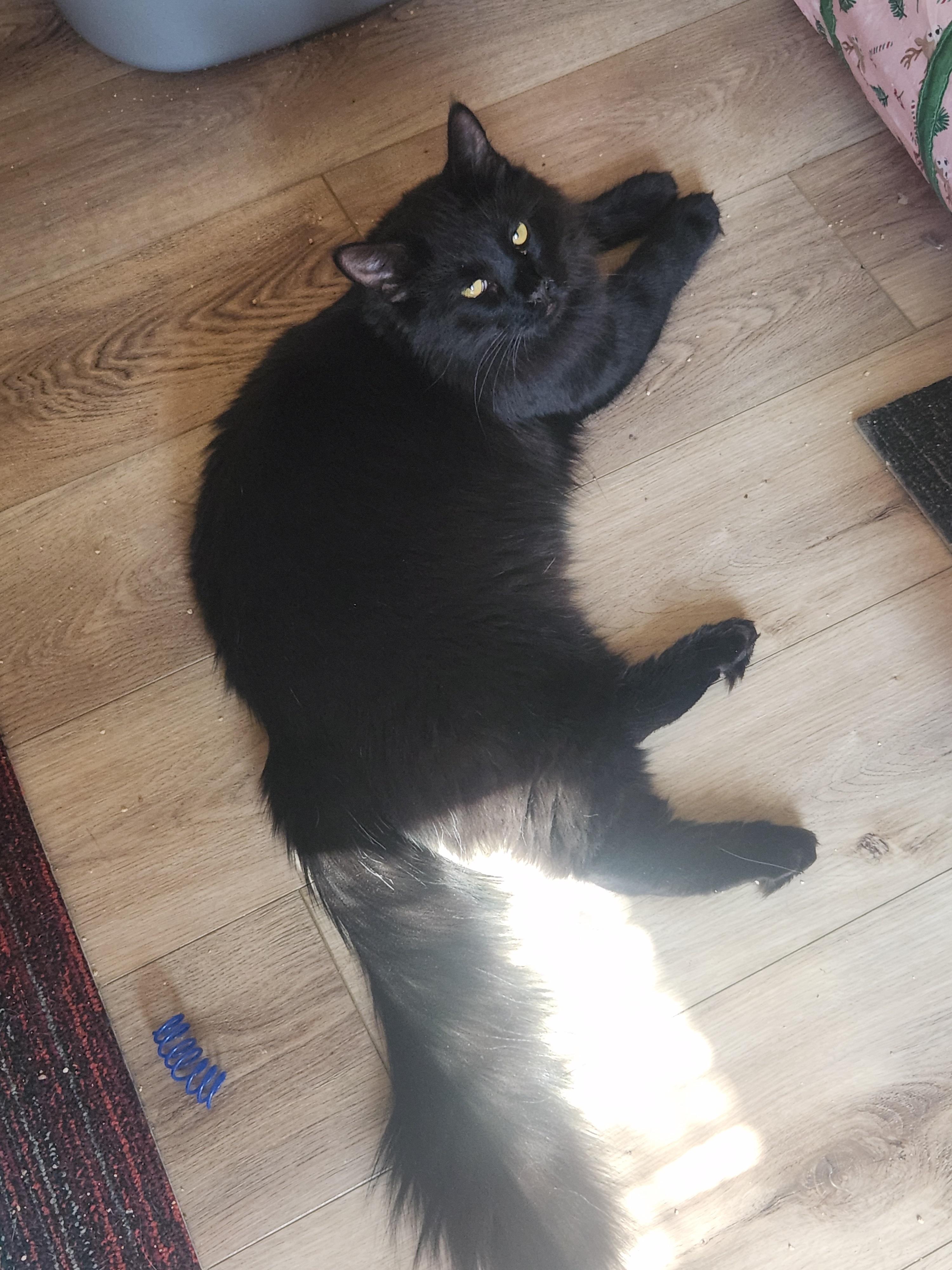 Picasso, a Adoptable Domestic Medium Hair in Westminster, CA image 3/3