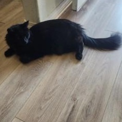 Picasso, a Adoptable Domestic Medium Hair in Westminster, CA image 3/3