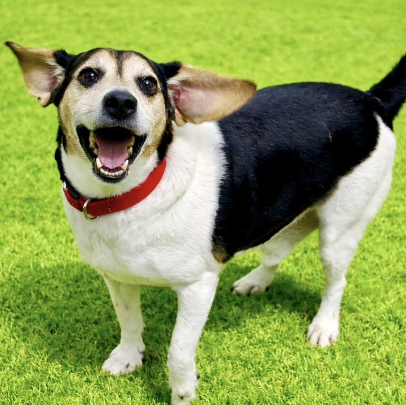 Carlton, adopted, Adult Male Beagle.