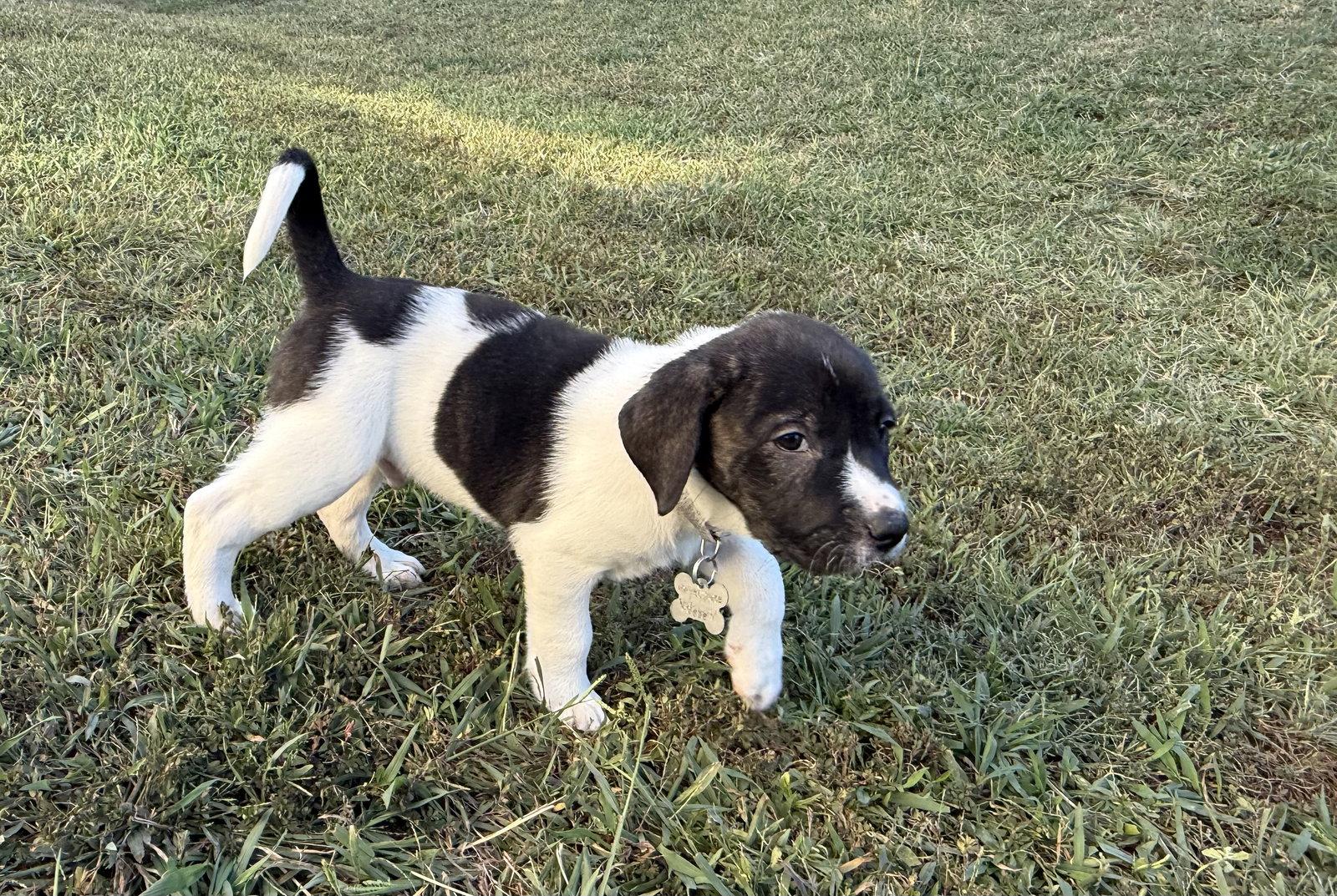 Enlarge Hunter - Halloween Litter, a Adoptable mixed breed in Holly Springs, NC image 1/3