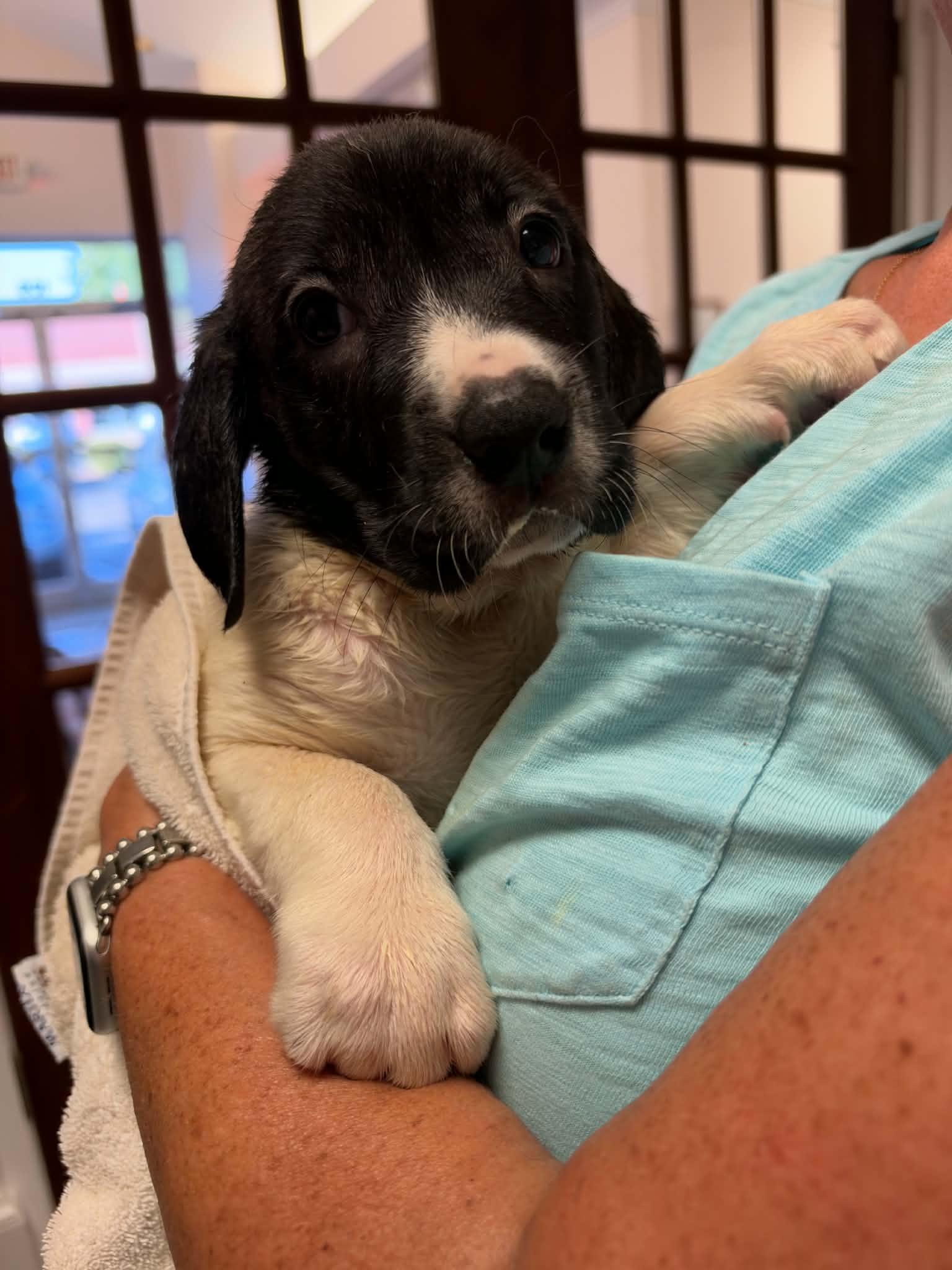 Enlarge Hunter - Halloween Litter, a Adoptable mixed breed in Holly Springs, NC image 2/3
