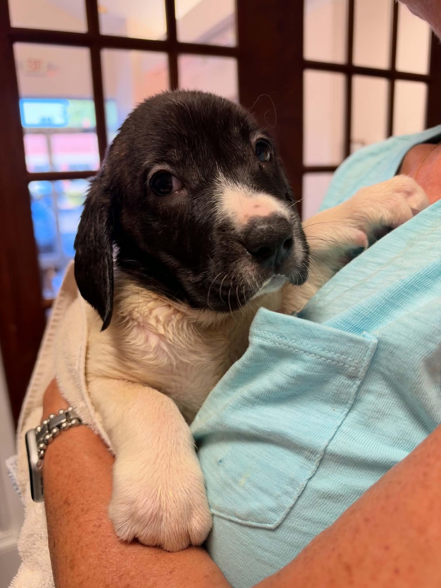 Enlarge Hunter - Halloween Litter, a Adoptable mixed breed in Holly Springs, NC image 3/3